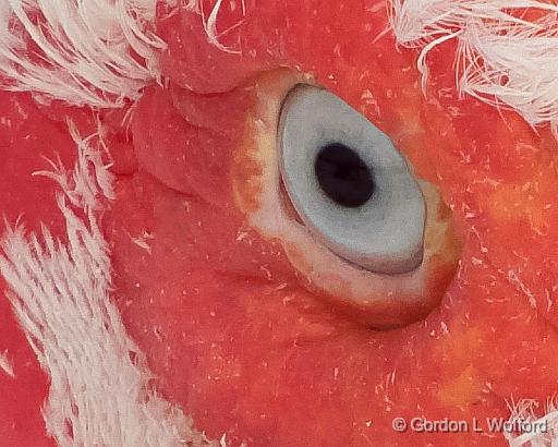 White Muscovy Duck Head (crop)_DSCF5910.jpg - Photographed near Perth, Ontario, Canada.